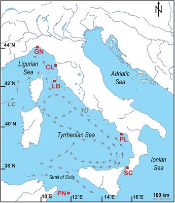 Kinetic and Metabolic Isotope Effects in Zooxanthellate and Non-zooxanthellate Mediterranean Corals Along a Wide Latitudinal Gradient